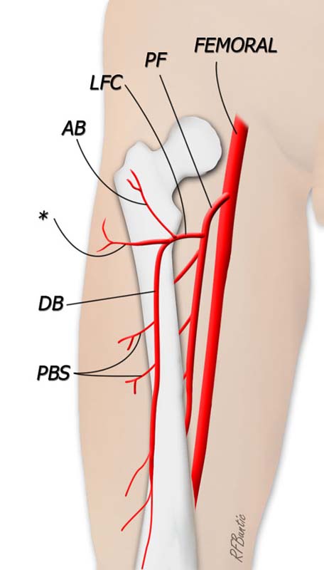 Vascular Anatomy of the ALT Flap