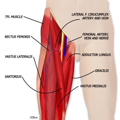 Anatomy of the Thigh Muslces and ALT Flap