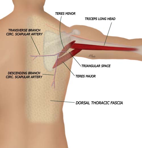Dorsal Thoracic Fascia Flap Anatomy