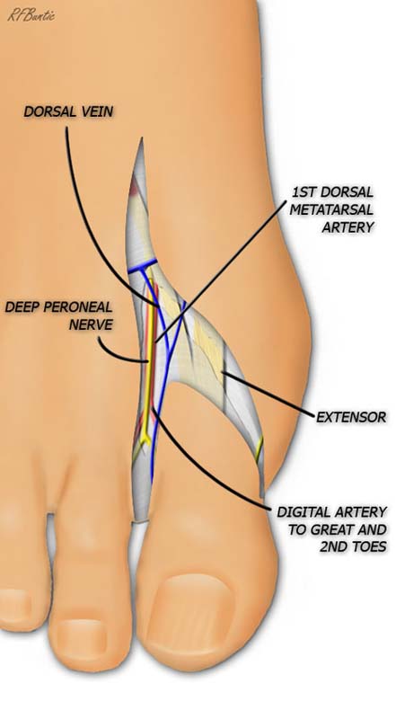 Nerves Isolated Artery Ligated