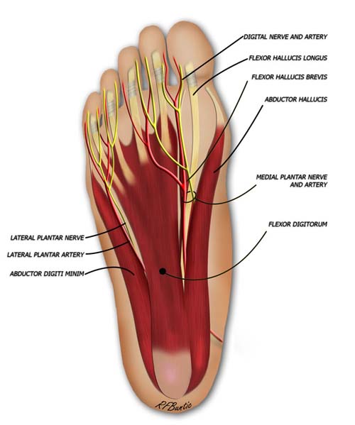 Plantar Anatomy of the Foot