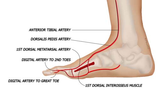 Blood Supply of the Second Toe