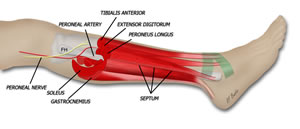 tibioperoneal trunk anatomy