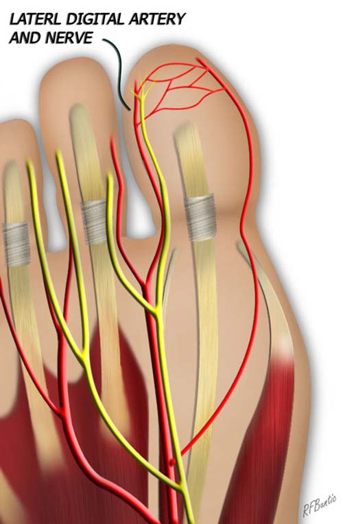 Vascular Anatomy Great Toe Pulp