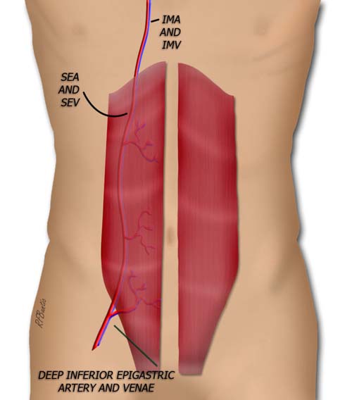 The Rectus Muscle Anatomy