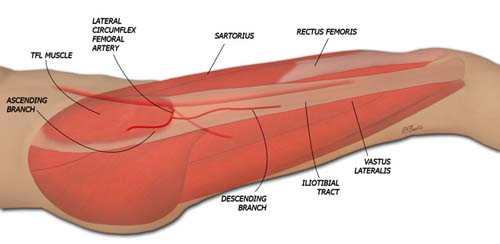 Anatomy of the TFL Flap