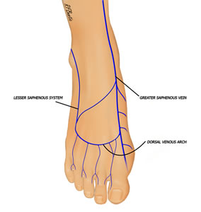 Foot Arterial Anatomy